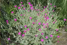 Lychnis coronaria