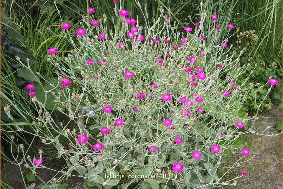 Lychnis coronaria