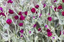 Lychnis coronaria