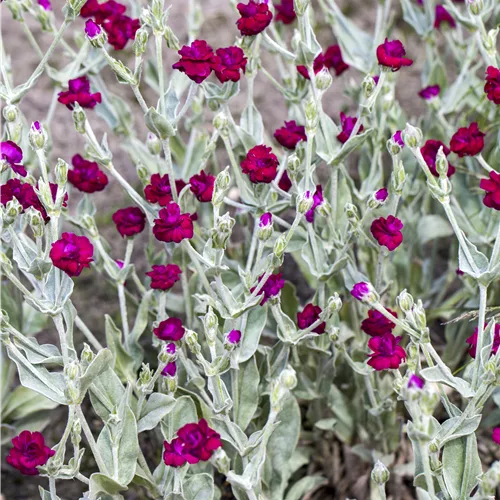 Lychnis coronaria