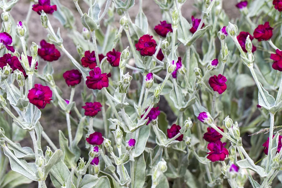 Lychnis coronaria