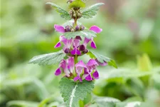 Lamium maculatum 'Chequers'