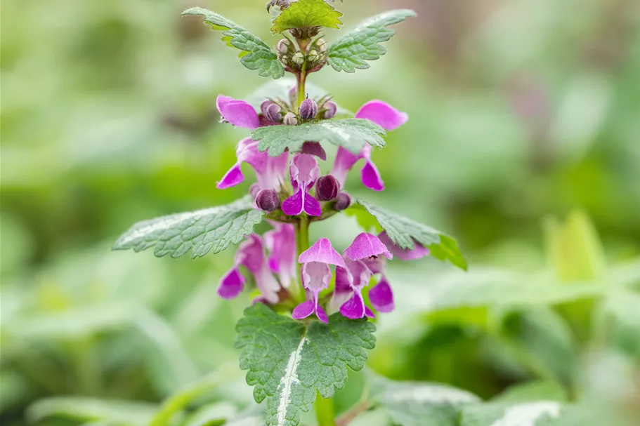 Lamium maculatum 'Chequers'