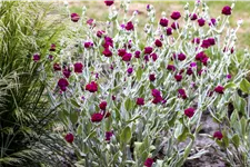 Lychnis coronaria