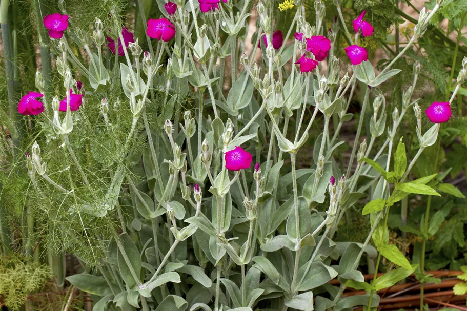 Lychnis coronaria