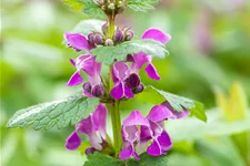Lamium maculatum 'Chequers'