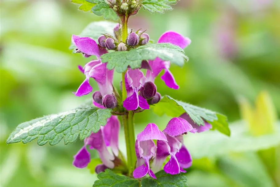 Lamium maculatum 'Chequers'
