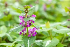 Lamium maculatum 'Chequers'