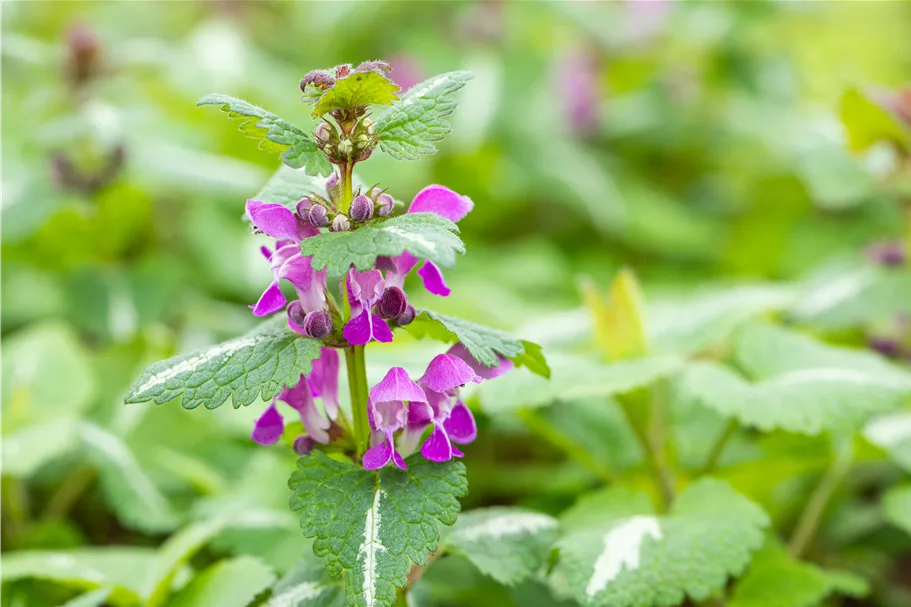 Lamium maculatum 'Chequers'