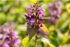Lamium maculatum 'Chequers'