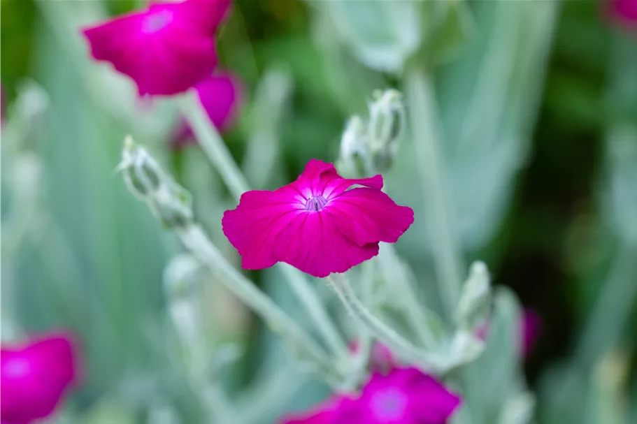 Lychnis coronaria