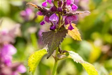 Lamium maculatum 'Chequers'