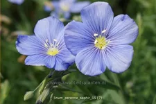 Linum perenne 'Saphir'