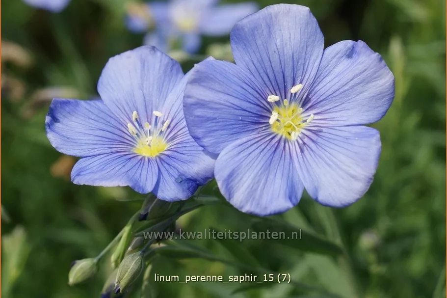 Linum perenne 'Saphir'