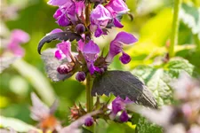 Lamium maculatum 'Chequers'
