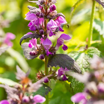 Lamium maculatum 'Chequers'