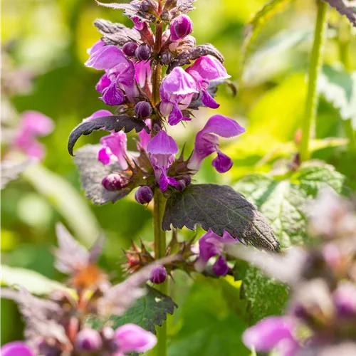 Lamium maculatum 'Chequers'