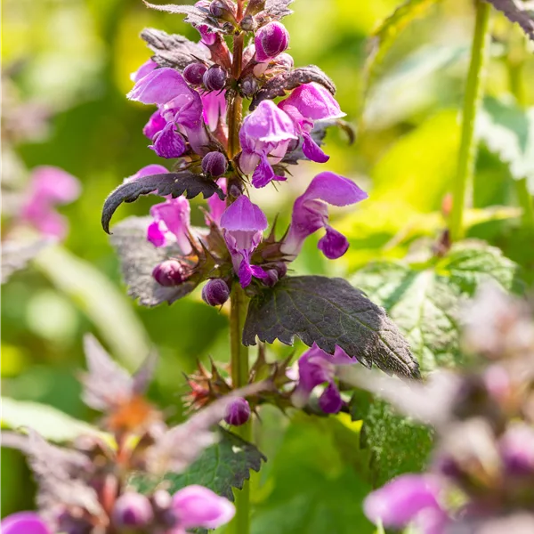 Lamium maculatum 'Chequers'
