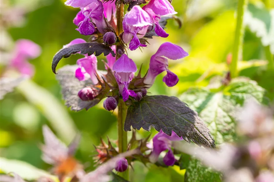 Lamium maculatum 'Chequers'