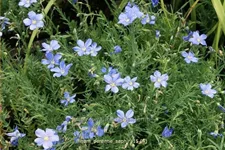 Linum perenne 'Saphir'