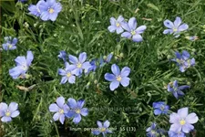Linum perenne 'Saphir'