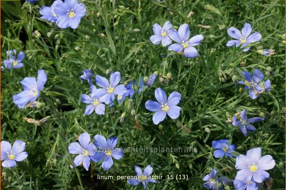 Linum perenne 'Saphir'