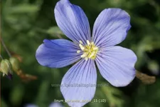Linum perenne 'Saphir'