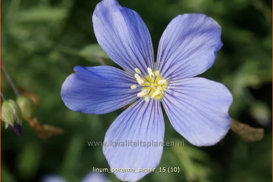 Linum perenne 'Saphir'