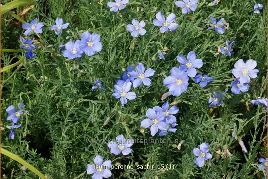 Linum perenne 'Saphir'