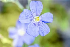 Linum perenne 'Saphir'