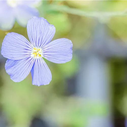 Linum perenne 'Saphir'