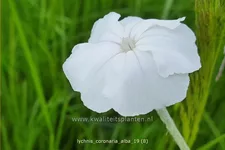 Lychnis coronaria 'Alba'