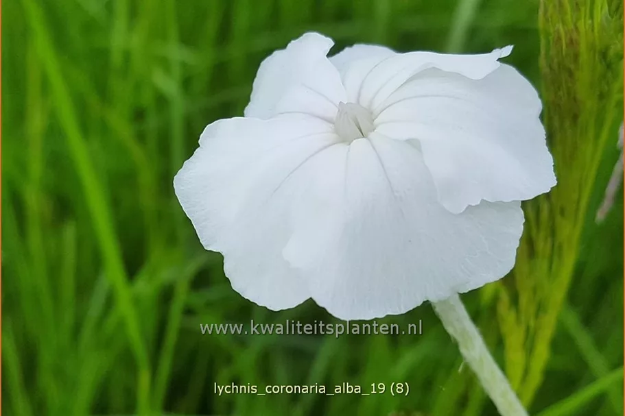 Lychnis coronaria 'Alba'