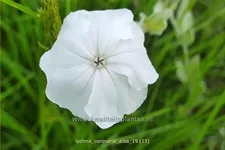 Lychnis coronaria 'Alba'