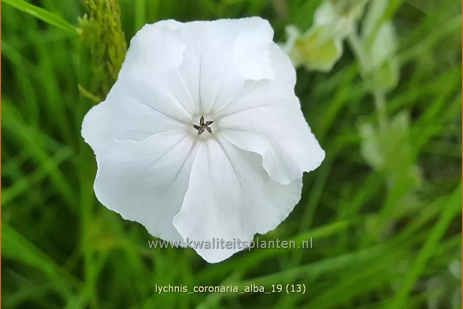 Lychnis coronaria 'Alba'
