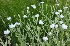 Lychnis coronaria 'Alba'