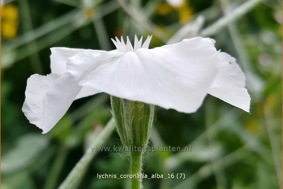Lychnis coronaria 'Alba'