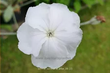 Lychnis coronaria 'Alba'