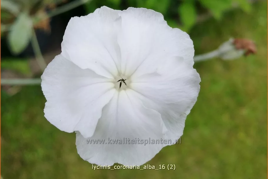 Lychnis coronaria 'Alba'