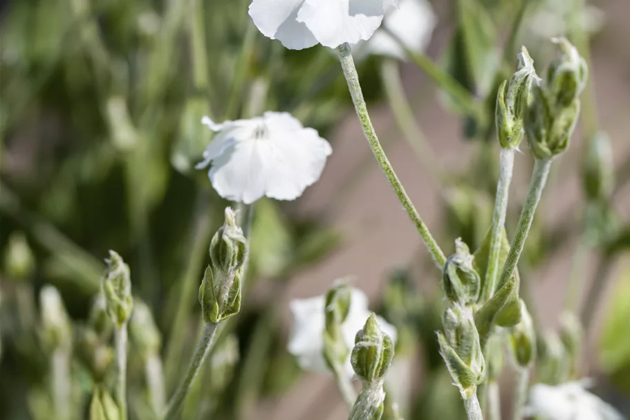Lychnis coronaria 'Alba'