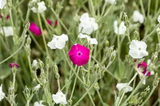 Lychnis coronaria 'Alba'