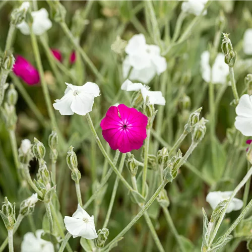 Lychnis coronaria 'Alba'