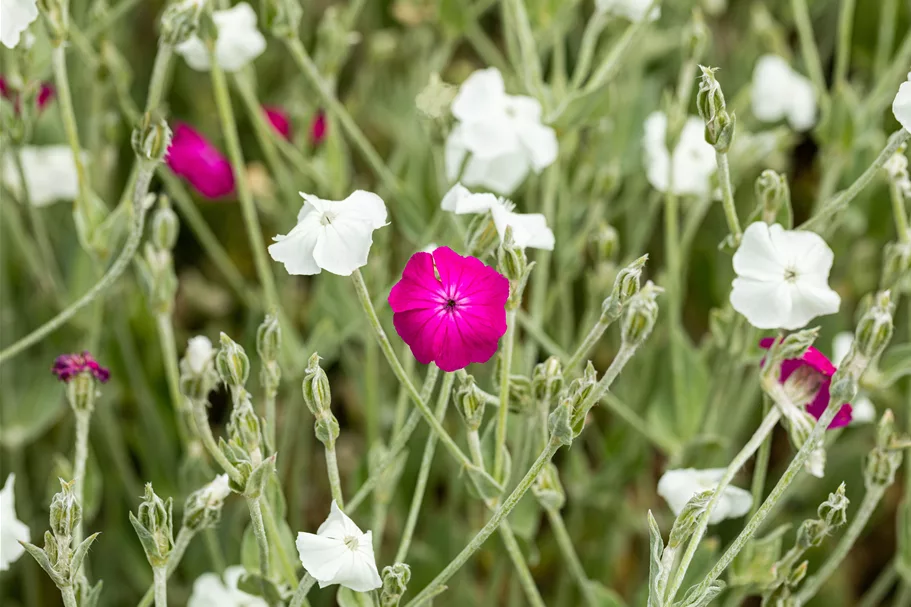 Lychnis coronaria 'Alba'
