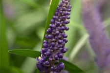 Liriope muscari 'Ingwersen'