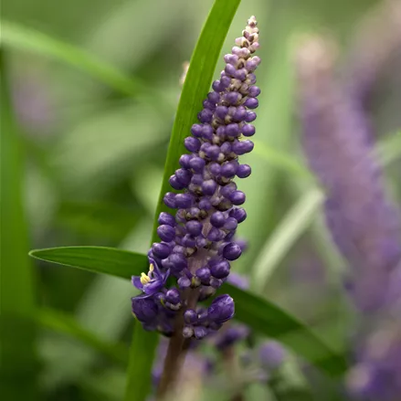 Liriope muscari 'Ingwersen'