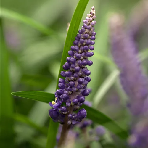 Liriope muscari 'Ingwersen'