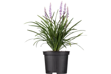 Liriope muscari