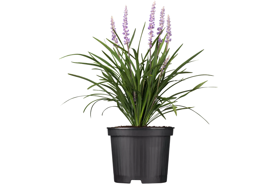 Liriope muscari