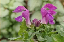 Lamium maculatum 'Purple Dragon'