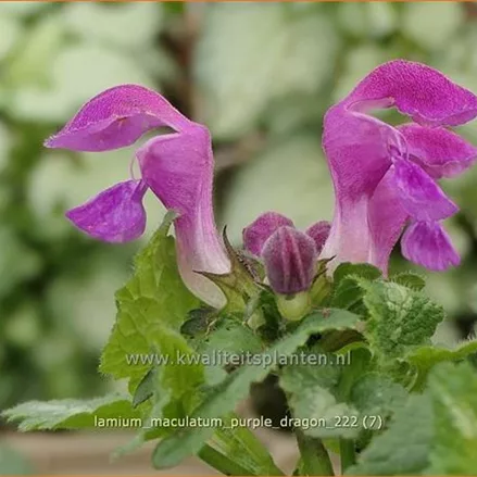 Lamium maculatum 'Purple Dragon'